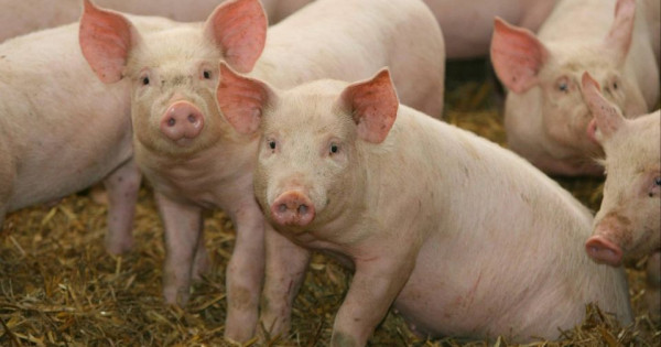 Giá heo hơi ngày 19/2/2026: "Đứng yên" tại các vùng trọng điểm