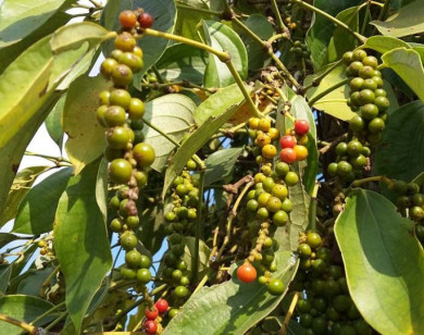 Giá nông sản ngày 19/2/2026: Cà phê và hồ tiêu neo ở mức cao