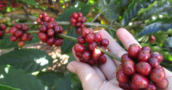 Giá nông sản ngày 20/2/2026: Cà phê và hồ tiêu cùng neo ở mức cao