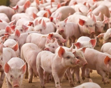 Giá heo hơi ngày 20/2/2026: Thị trường chưa có tín hiệu mới