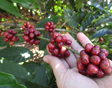 Giá nông sản ngày 20/2/2026: Cà phê và hồ tiêu cùng neo ở mức cao