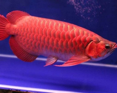 Vụ 13 người nhập viện sau ăn trứng cá cảnh: Bộ Y tế yêu cầu điều tra, xử lý