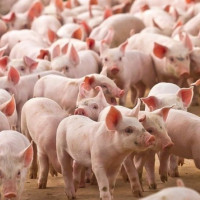 Giá heo hơi ngày 20/2/2026: Thị trường chưa có tín hiệu mới