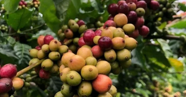 Giá nông sản ngày 21/2/2026: Cà phê và hồ tiêu "lặng sóng" sau Tết Nguyên đán