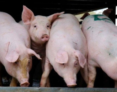 Giá heo hơi ngày 21/2/2026: Giữ đà ổn định sau Tết