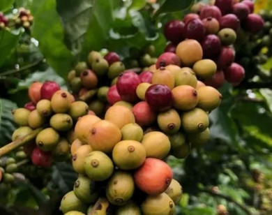 Giá nông sản ngày 21/2/2026: Cà phê và hồ tiêu "lặng sóng" sau Tết Nguyên đán