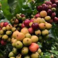 Giá nông sản ngày 21/2/2026: Cà phê và hồ tiêu 