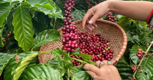 Giá nông sản ngày 22/2/2026: Cà phê và hồ tiêu đồng loạt "nín thở" chờ tín hiệu mới sau kỳ nghỉ lễ