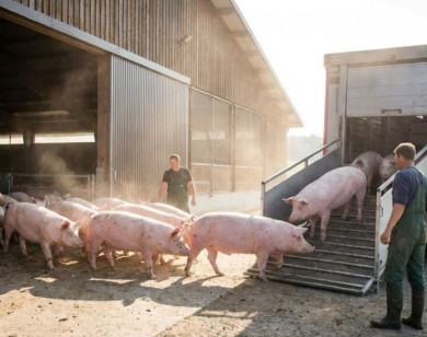 Giá heo hơi ngày 22/2/2026: Tiếp tục duy trì ổn định tại cả ba miền