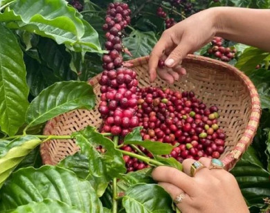 Giá nông sản ngày 22/2/2026: Cà phê và hồ tiêu đồng loạt "nín thở" chờ tín hiệu mới sau kỳ nghỉ lễ