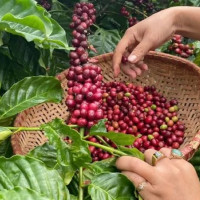 Giá nông sản ngày 22/2/2026: Cà phê và hồ tiêu đồng loạt