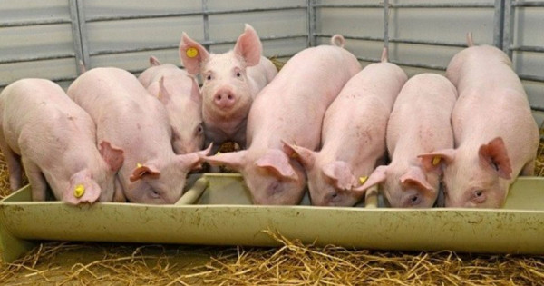 Giá heo hơi ngày 23/2/2026: Giảm nhẹ tại cả ba miền