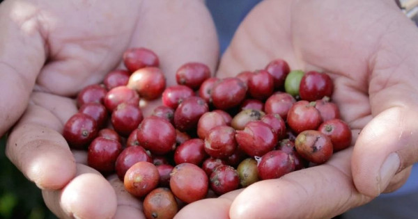 Giá nông sản ngày 23/2/2026: Cà phê, hồ tiêu nội địa neo giá cao chờ tín hiệu sau Tết