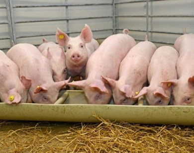 Giá heo hơi ngày 23/2/2026: Giảm nhẹ tại cả ba miền