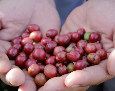 Giá nông sản ngày 23/2/2026: Cà phê, hồ tiêu nội địa neo giá cao chờ tín hiệu sau Tết