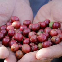 Giá nông sản ngày 23/2/2026: Cà phê, hồ tiêu nội địa neo giá cao chờ tín hiệu sau Tết