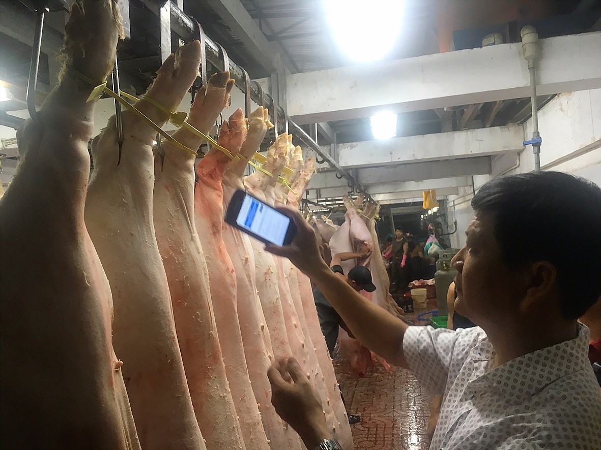 Kiểm tra thông tin thịt heo tại cơ sở giết mổ Bình Tân. Ảnh: LÊ THANH HẢI