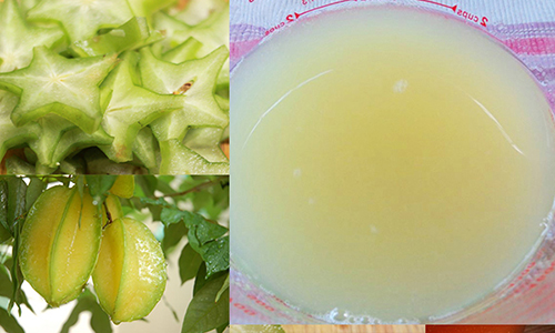 Chữa rụng tóc cực hiệu quả từ khế chua