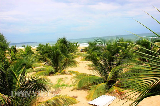 Độc đáo vườn dừa xiêm lùn trên bãi cát