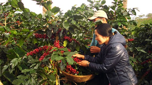 Đặng Văn Bảy - Nhà sáng chế 'hai lúa'