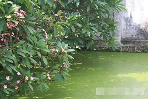 Hoài Linh,  Xuân Hinh, nhà thờ Tổ của Hoài Linh, nhà quê của Xuân Hinh