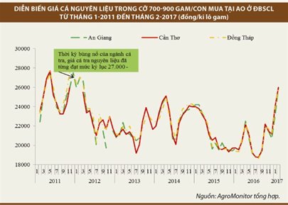 Giá giá cá tra tăng sát mức giá kỷ lục năm 2011-2012 do nguồn cung khan hiếm