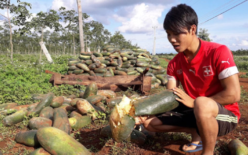 doanh nghiep mat tich hang nghin tan bi cua nong dan vut ngoai dong hinh 1