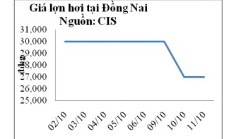 gia lon (heo) hom nay 23.10: bo nnptnt cho biet, gia lon hoi khong co co hoi tang tro lai tu nay cho den cuoi nam hinh anh 2