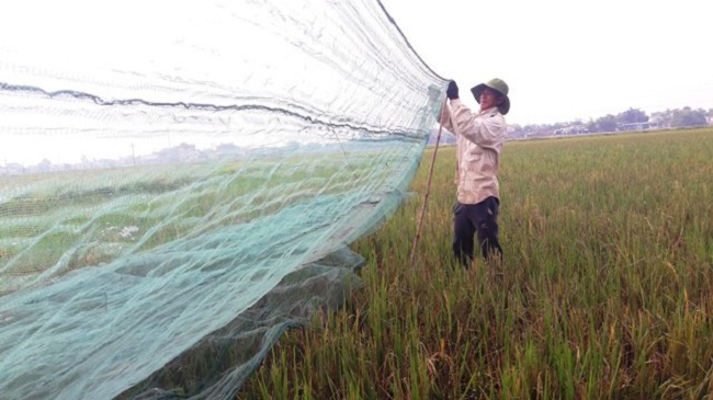 “Tôm bay” giá 250.000 đồng/kg được săn lùng, dân buôn bán cả tạ mỗi ngày - 2