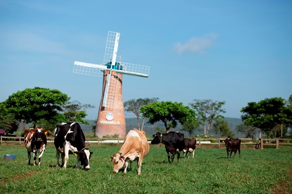 Hệ thống trang trại Vinamilk tăng trưởng về quy mô lẫn hiệu quả hoạt động