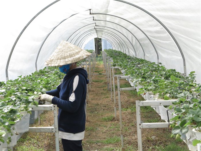TP. HCM tập trung xây dựng các chuỗi thực phẩm an toàn