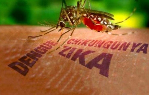 Muỗi Aedes truyền bệnh do virus Zika, sốt xuất huyết