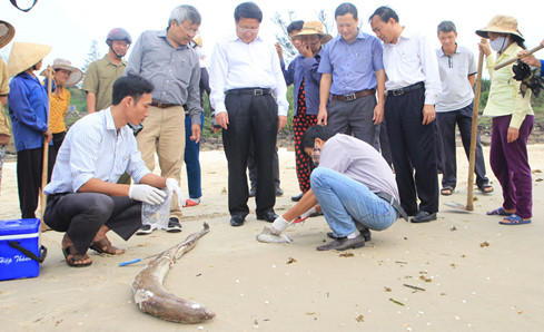 Cá chết hàng loạt