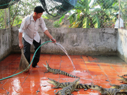 Không có đầu ra, nông dân phải tốn thêm chi phí thức ăn hằng ngày