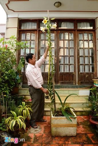 Cây hoa ly cao 2.5m của gia đình ông Nguyễn Ngọc Quý