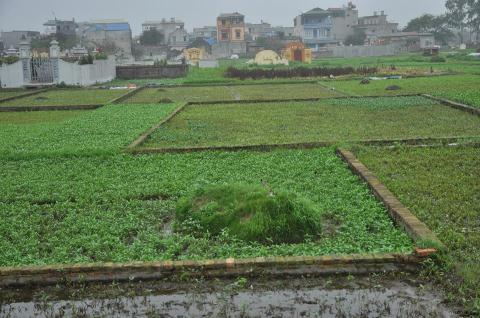 4-rau-trồng-trên-mộ