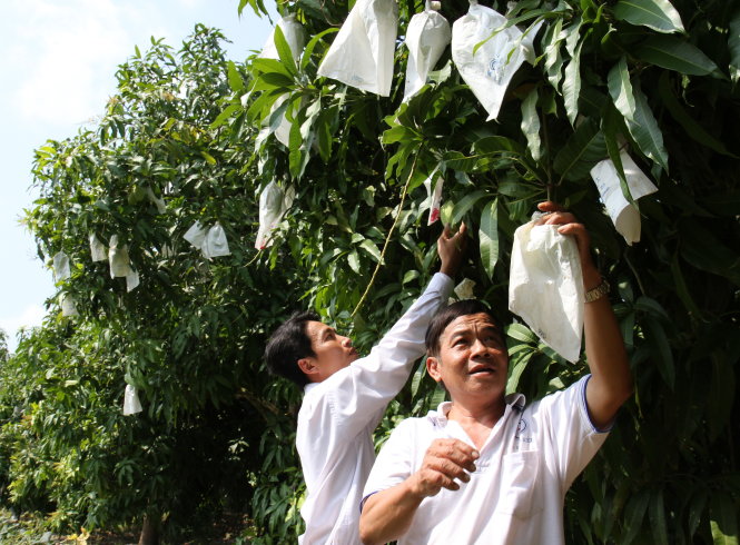 Túi bao xoài Đài Loan kém chất lượng chỉ là tin đồn