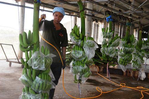 Công đoạn làm sạch chuối Fohla