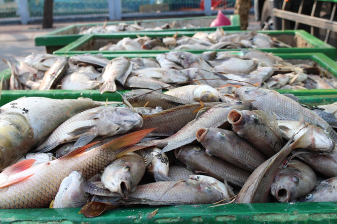 Phát hiện thêm nguyên nhân cá chết trắng trên kênh Nhiêu Lộc