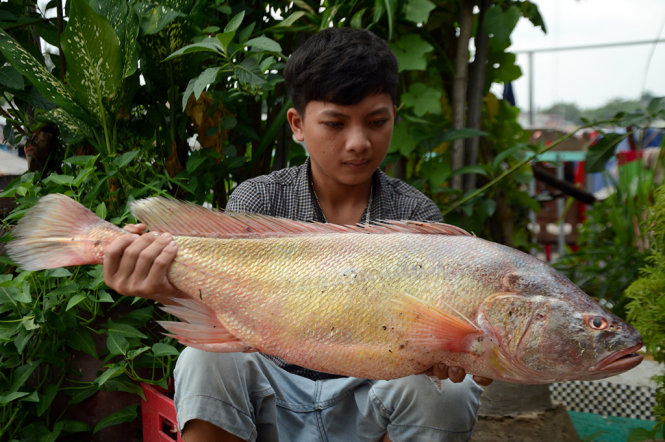 Cá sủ vàng ngư dân ĐN bắt được