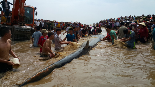 cứu cá voi 