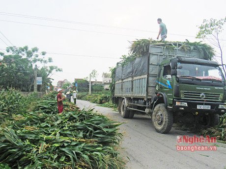 bán ngô non cho doanh nghiệp