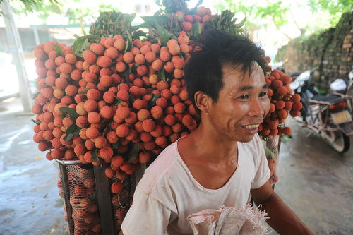 vải thiều vươn rộng trên thế giới