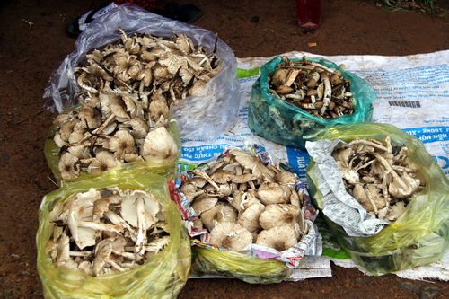 lộc của trời