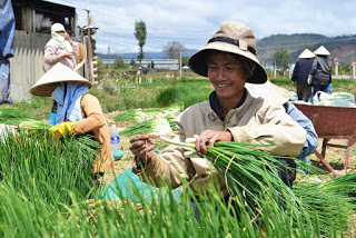 Giá hành lên cao