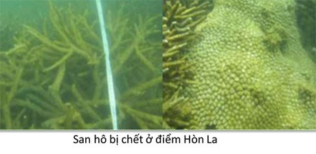 Mô tả ảnh.