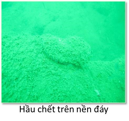 Mô tả ảnh.