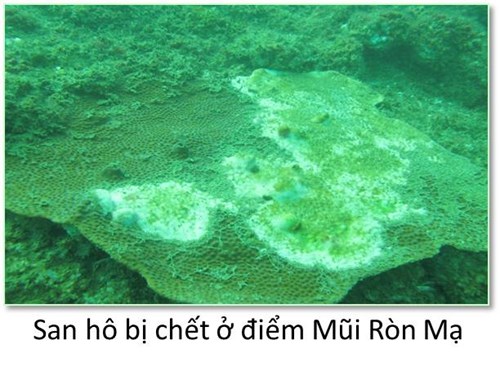 Mô tả ảnh.