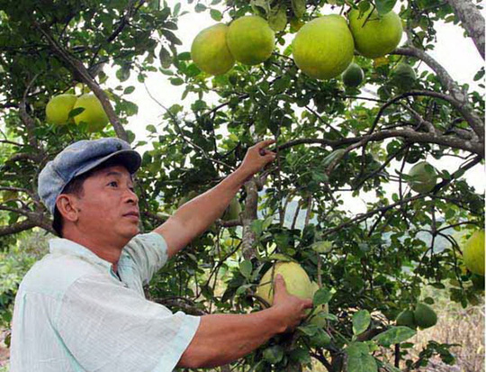 Mô tả ảnh.