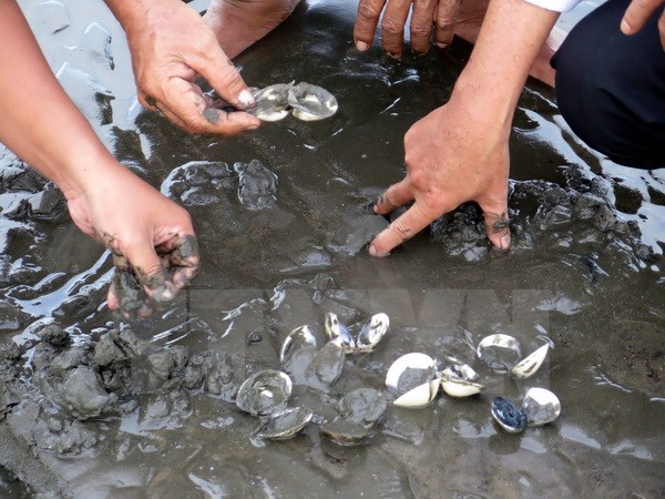 Hàng trăm tấn nghêu chết bất thường tại Cà Mau